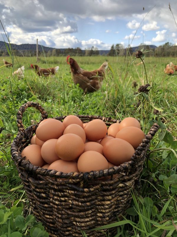 Salg av egg 10 kartong