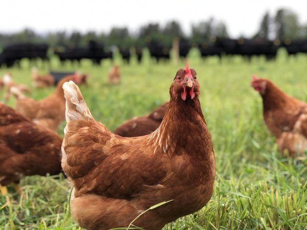 Enghøne  2025 egg med slakt