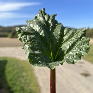 Rabarbra for veggisandel