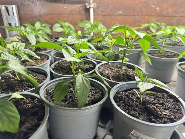 Chili 3 stk