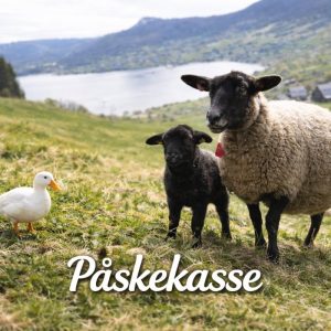 Påskekasse min 6 kg