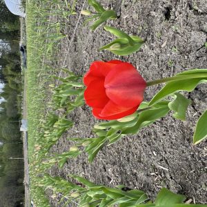 Bukett økologiske tulipaner på andel