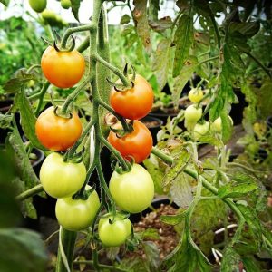 Tomat 3 planter